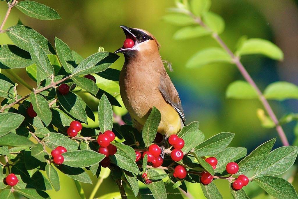 Cedar Waxwing berry by hmclin is licensed under CC BY-NC-ND 2.0